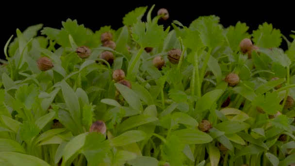 Microgreens Raw Food Diet Eating Sprouts Fresh Coriander Leaves Rotating — Stock Video
