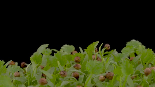 Збільшений Знімок Листя Коріандру Обертається Поворотній Стіл Ізольовані Чорному Тлі — стокове відео