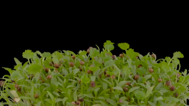 ターンテーブルに回転する新鮮なマイクログリーンのクローズアップショット 黒の背景に隔離された コリアンダーの成長 グリーンサラダとスパイス — ストック動画