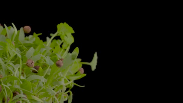Imagine Aproape Microverdeață Proaspătă Care Rotește Masa Turnantă Izolat Fundalul — Videoclip de stoc