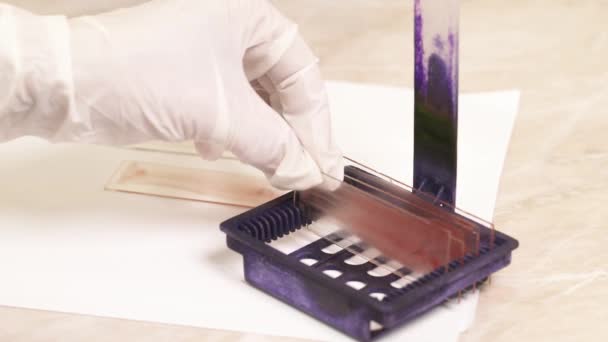 Närbild Laboratorietekniker Som Fyller Uppsättning Mikroskopglas Glas Med Blodprov Vetenskaplig — Stockvideo