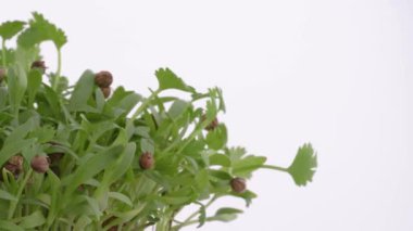 Pikapta dönen taze mikro yeşilliklerin yakın plan çekimi. İzole edilmiş, beyaz arka planda. Kişniş yetiştiriyorum. Sağlıklı beslenme kavramı