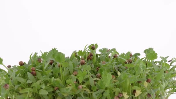 Крупним Планом Знімок Свіжих Мікрозелень Обертаються Поворотній Стіл Ізольовані Білому — стокове відео