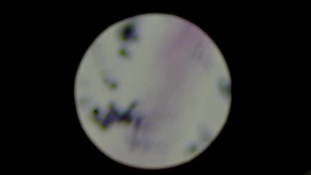 Tiro Seletivo Foco Uma Bactéria Staphylococcus Corrediça Sob Microscópio Amostra — Vídeo de Stock
