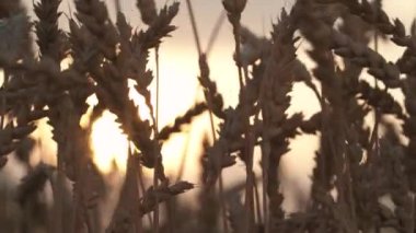 Rüzgardaki buğday kulakları. Buğday tarlası. Seçici odak çekimi, izole edilmiş, bulanık arkaplanda gün batımı