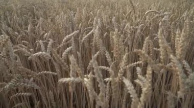 Gün ışığında buğday tarlasına yakın çekim. Altın sonsuz tarlaya düşen güneş ışınları. Seçici odak atışı