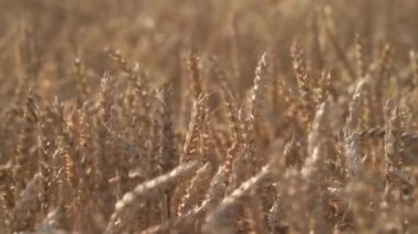 Rüzgarlı havada buğday tarlasına yakın çekim. Altın tarlaya düşen güneş ışınları. Seçici odak atışı, izole edilmiş