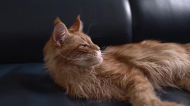 Siyah deri koltukta yatan kırmızı mermer bir Maine Coon kedisine yakın plan. Egzotik evcil hayvan konsepti