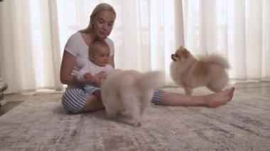 Mutlu anne, küçük tatlı oğlu ve Pomeranya köpekleriyle evde oynuyor. Mutlu aile kavramı