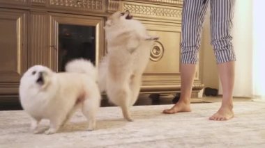 Neşeli anne, küçük oğlu etrafta oynarken Pomeranian köpeklerini odada eğitiyor. Mutlu aile kavramı