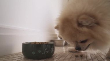 Kâselerinden yemek yiyen iki değerli köpeğin yakın çekimi. Pomeranian Spitz