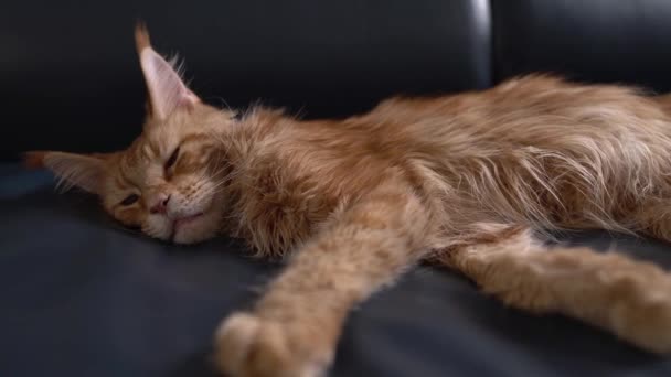 赤い大理石のメインコーン猫は黒いソファで寝ています エキゾチックな家庭用ペットの概念 左から右へ — ストック動画