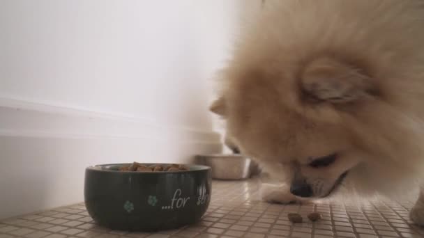 Close Two Precious Dogs Eating Bowls Pomeranian Spitz — Stock Video