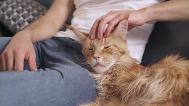 Homem Abraçar Gato Maine Coon Vermelho Deitado Sofá Close Gato — Vídeo de Stock