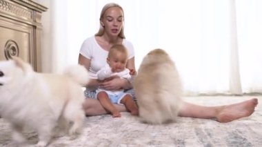 Neşeli genç anne, sevimli küçük oğlu ve evde iki Pomeranya köpeğiyle oynuyor. Mutlu aile kavramı