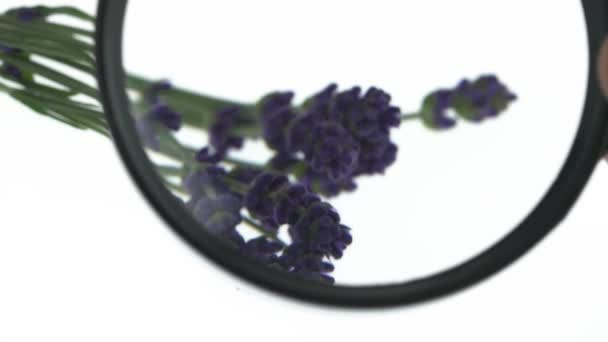 虫眼鏡から見たラベンダーの芽の紫色の花序のクローズアップ 隔離された白い背景に — ストック動画