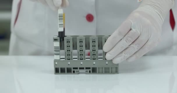 Nierozpoznawalny Asystent Laboratoryjny Umieszcza Probówki Próbkami Krwi Wieszaku Przygotowuję Się — Wideo stockowe