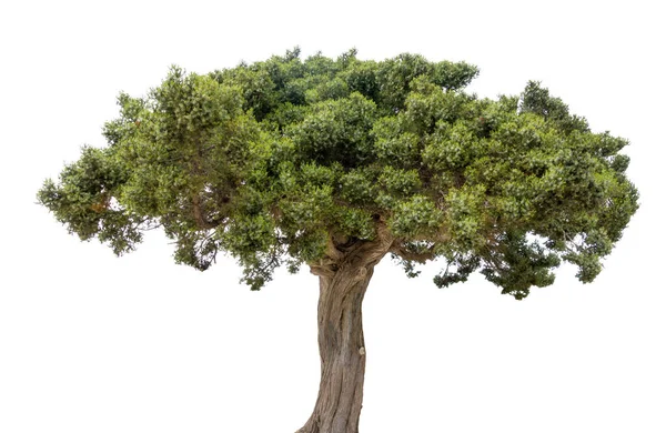 Single Mediterranean Conifer Juniper Cypress Umbrella Tree Isolated White Background — Stock Photo, Image