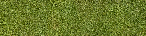 Freshly Cut Thuja Hedge Natural Green Environmental Panoramic Background Texture — Stock Photo, Image