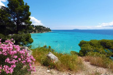 Koviou sahilinde turkuaz su ve çiçek açan zakkum, Sithonia, Halkidiki, Yunanistan