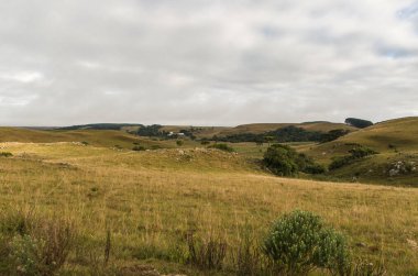 Gaucho dağlarının manzarası, araucaryalar, dağlar ve nehirler. Cambara, Rio Grande do Sul.