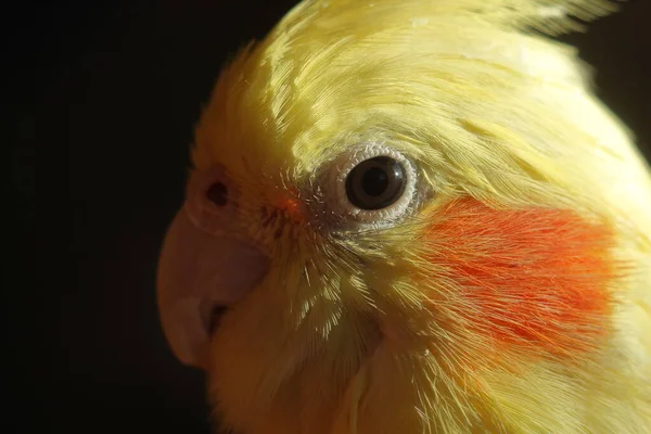 Olho Papagaio Cockatiel Perto — Fotografia de Stock
