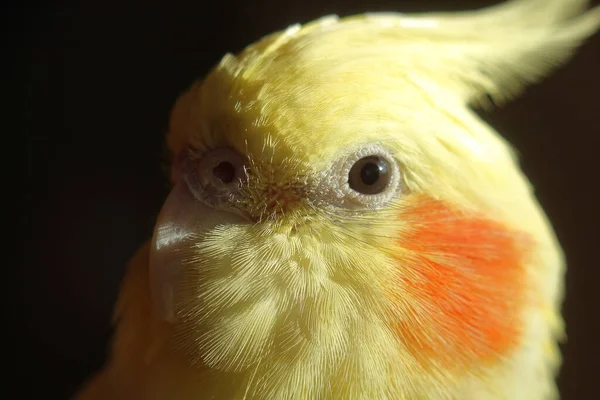 Öga Kackatiel Papegoja Närbild — Stockfoto