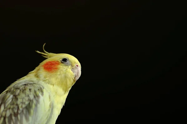 Corella Jest Ptakiem Rodziny Kakadu — Zdjęcie stockowe