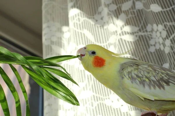 Parrot Reaches Leaves Flowerpot — Stock Photo, Image