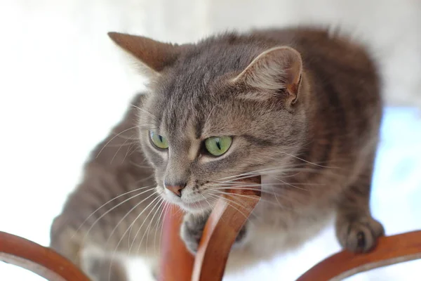 Kot Trzyma Się Drewnianych Prętów — Zdjęcie stockowe