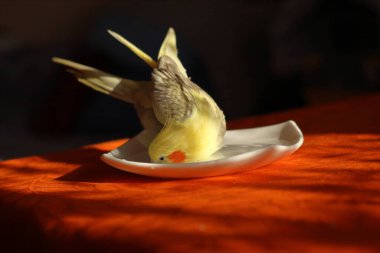 A parrot bathing in a bowl of water