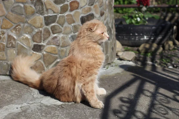 Czerwony Kot Długowłosy Krótkimi Uszami — Zdjęcie stockowe