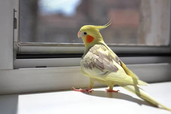 Papagei Blickt Durch Das Gitter Fenster Nach Draußen — Stockfoto