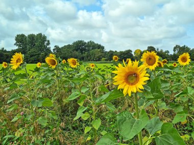 Blossoming sunflowers in the fields in the Netherlands