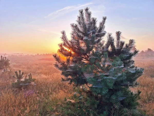 オランダのVeluweの霧深い日の出と松の木 — ストック写真