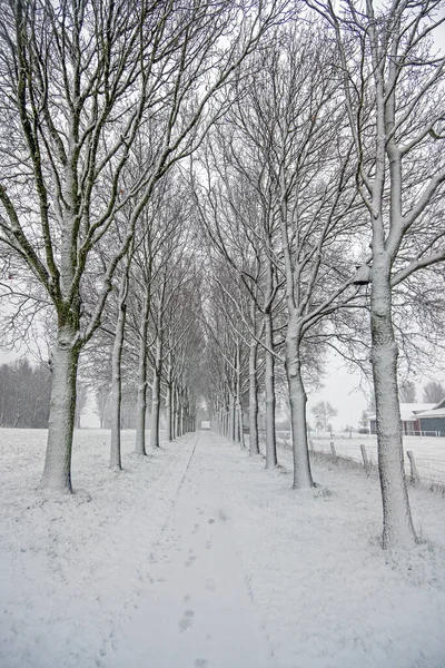Snowy Bomen Een Winterlandschap Nederland — Stockfoto