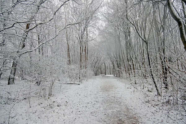 Sneeuwen Het Bos Winter Nederland — Stockfoto