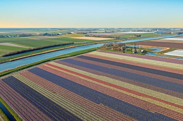 Luftaufnahmen Von Blumenfeldern Und Einer Historischen Windmühle Auf Dem Land — Stockfoto