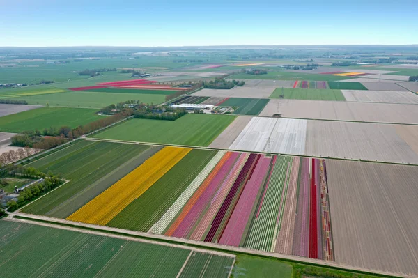 Letecký Průmysl Tulipánových Polí Nizozemí — Stock fotografie