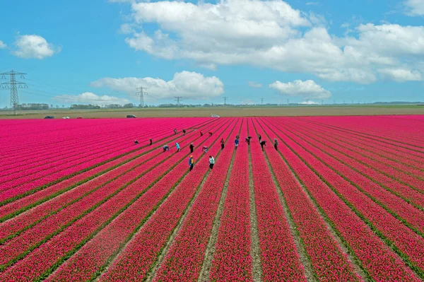 荷兰北部腹地收割郁金香的空中飞行 — 图库照片