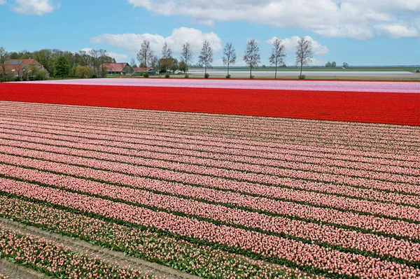 Luchtfoto Van Tulpenvelden Noord Holland Nederland — Stockfoto