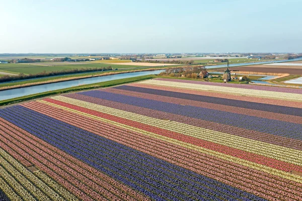 Aerial Campos Flores Moinho Vento Histórico Campo Dos Países Baixos — Fotografia de Stock