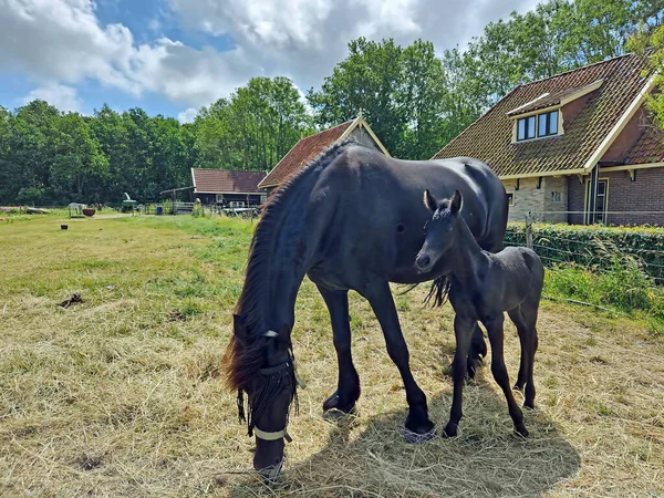 Friesian Thoroughbred Horse Foal Meadow Friesland Netherlands — Stock Photo, Image
