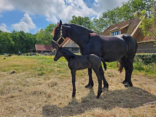 Friesian Thoroughbred Horse Foal Meadow Friesland Netherlands — Stock Photo, Image