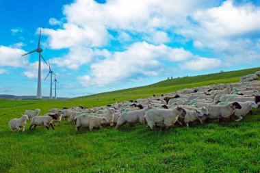 Hollanda 'daki IJsselmeer kıyısında koyun sürüsü