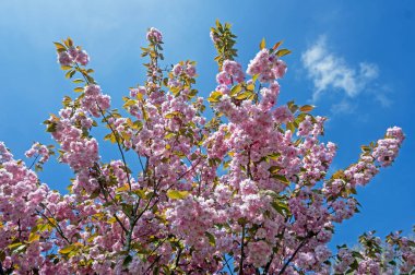 Baharda kiraz çiçeği ve mavi bir gökyüzü