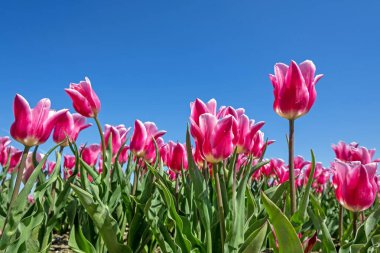 Hollanda 'nın kırsalında baharda açan kırmızı laleler.