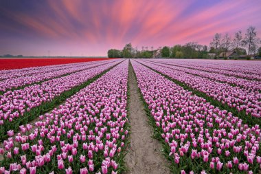 Hollanda 'nın kırsal kesimindeki lale tarlalarında gün batımı inanılmaz.
