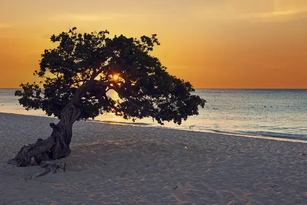 Dividivi Tree Aruba — Stock Photo, Image