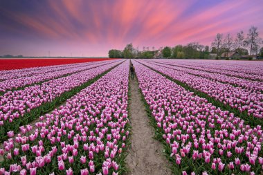 Hollanda 'nın kırsal kesimindeki lale tarlalarında gün batımı inanılmaz.